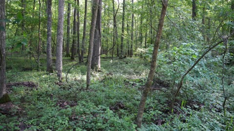 Bradford Creek Greenway, Madison Alabama. June 2025. Photo slideshow.