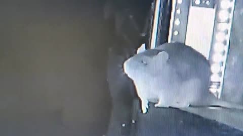 A Rat catching a bat for dinner... first ever recording of it