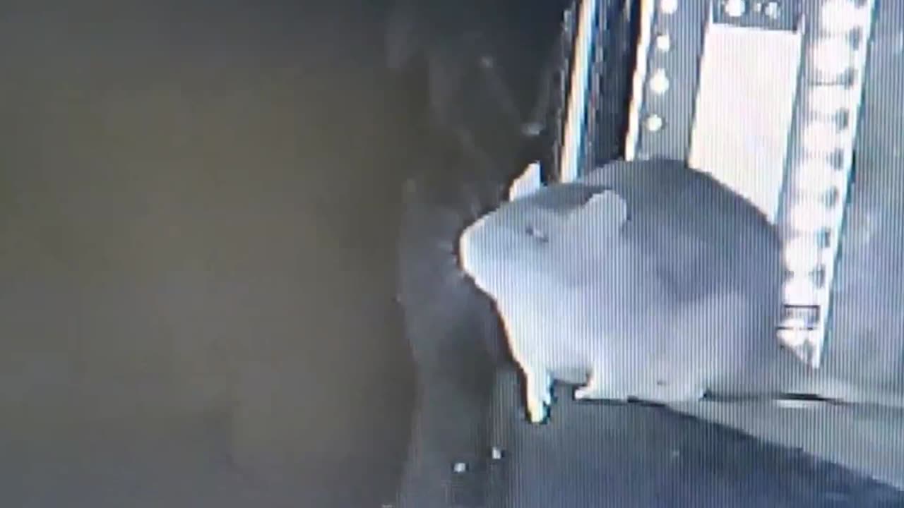 A Rat catching a bat for dinner... first ever recording of it