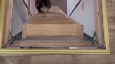 😂🐱 This Cat's Confidence is UNREAL! | FunFM
