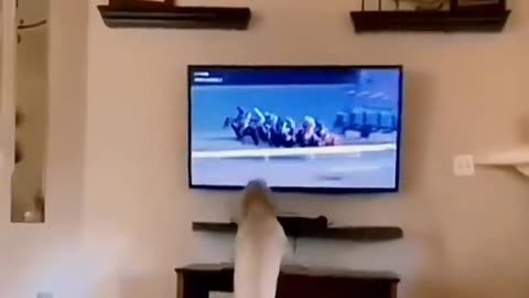 Ultimate Funny Pet Compilation – Nonstop Laughs!