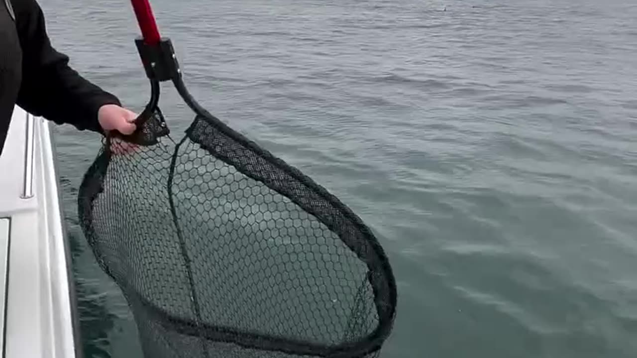"So Many Fish Caught with a Stick Net in the Ocean! 🐟🎣 #shorts"
