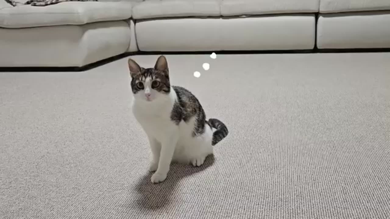 Cat versus Michael