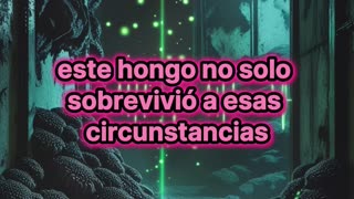 El Asombroso Hongo de Chernóbil que Podría Inspirar Tecnología del Futuro.