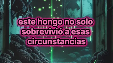 El Asombroso Hongo de Chernóbil que Podría Inspirar Tecnología del Futuro.