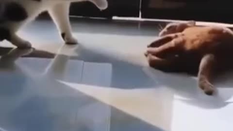 Funny 😂 video of cat 😺