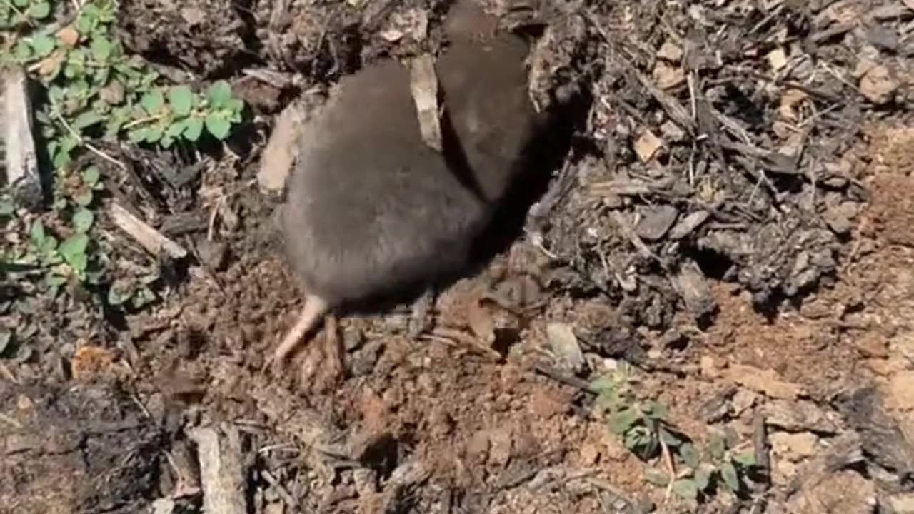 "How Did This Tiny Animal Dig and Disappear? 😲"