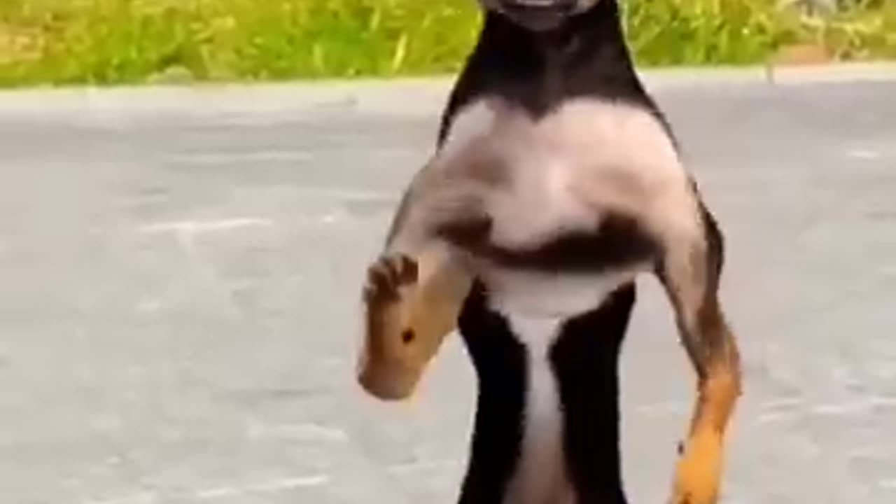 Funny animals 🤣