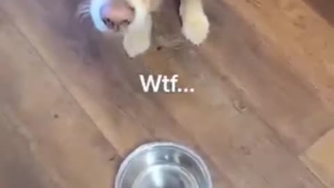 Dog's funny 🤣 moment