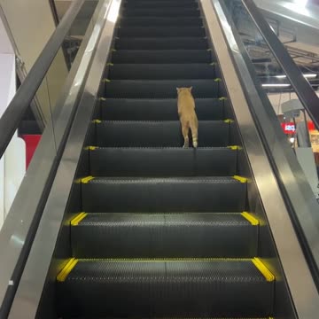 When you can’t afford to buy a stair master