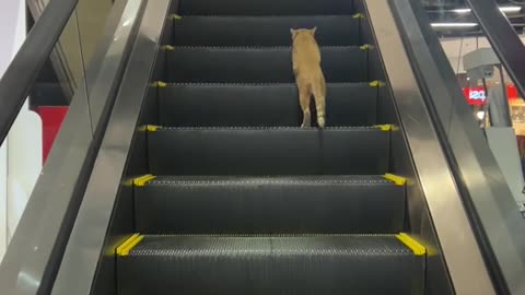 When you can’t afford to buy a stair master