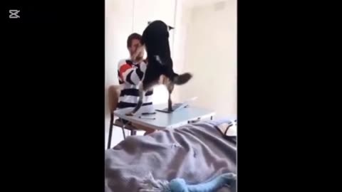Pets Gone Wild, Lol. 😜🤣🤣 Watch And Laugh With Us