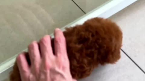 Teddy bear like deep red poodle Arlo