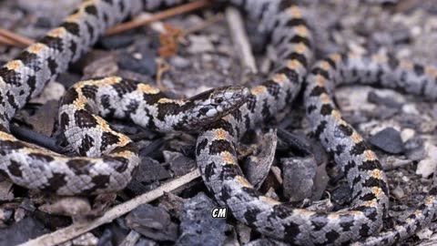 The Short-Tailed Snake: Exploring the Slender Fossorial Species of Lampropeltis extenuata