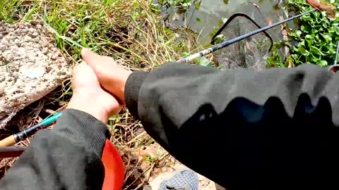 Shad Net Fishing in River Migration Paths