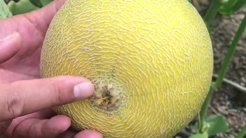 What are the ripeness criteria for melon?