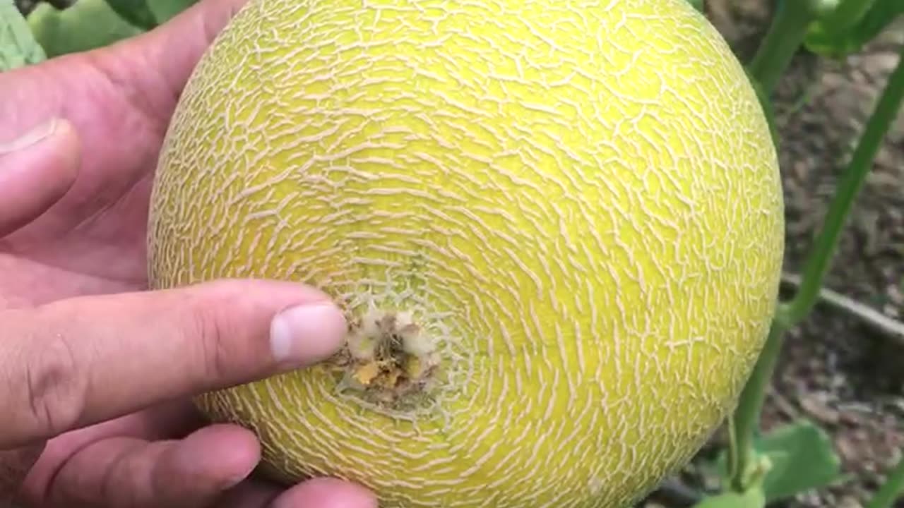 What are the ripeness criteria for melon?