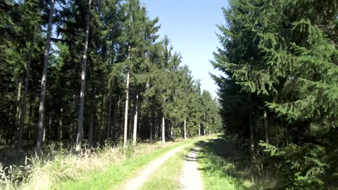 Virtual Hike Near River through the Forest