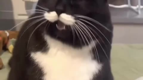 A Cat’s Angry Meows😾😂