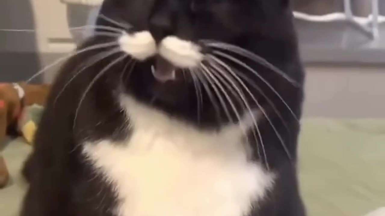 A Cat’s Angry Meows😾😂