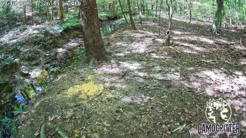 CamoCritter Critter Cam Live Stream