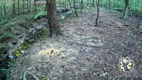 CamoCritter Critter Cam Live Stream