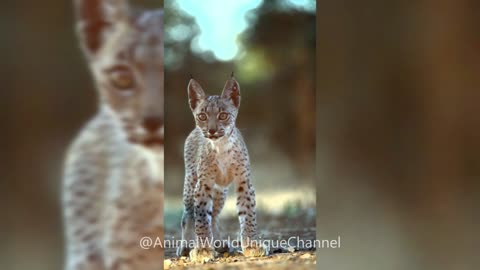 Little Baby Lynx