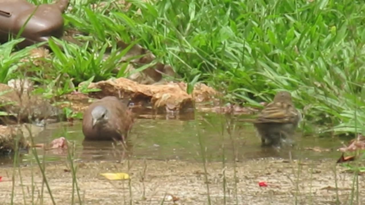The most relaxing bath in nature: This is how turtle doves enjoy a sunny day!