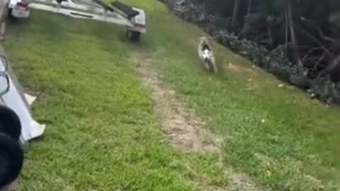 try not to laugh