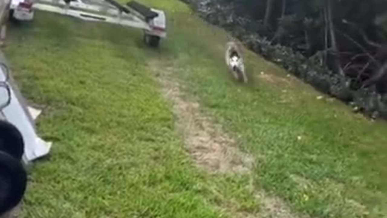 try not to laugh