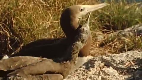 jaques cousteau - birds