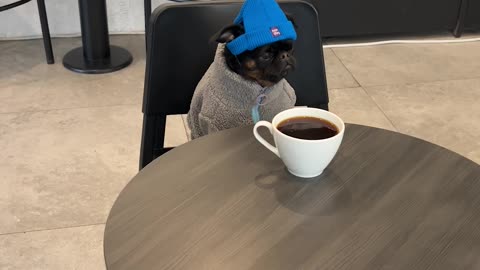 Grumpy Dog Contemplates Life Over Coffee