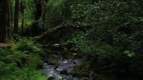 Forest Beautifull video
