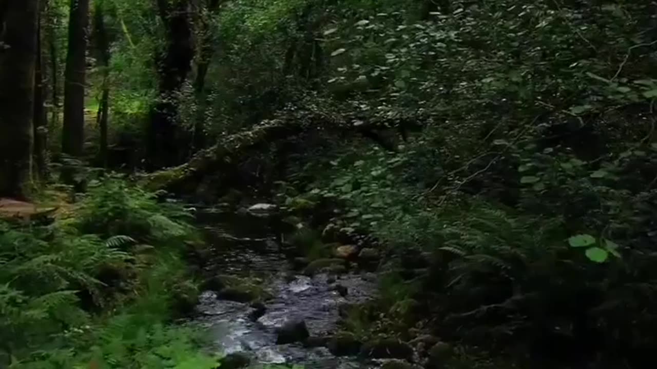Forest Beautifull video
