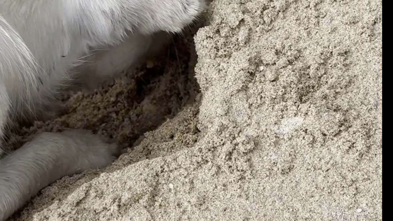 Dog Plays With Praslin Island Crab