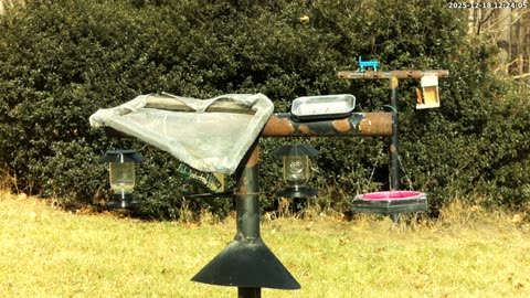 Bird Feeder in Western Maryland USA