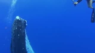 diving with whales 🐳