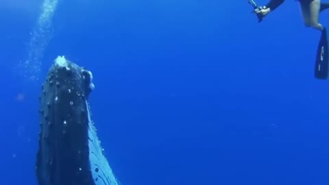 diving with whales 🐳
