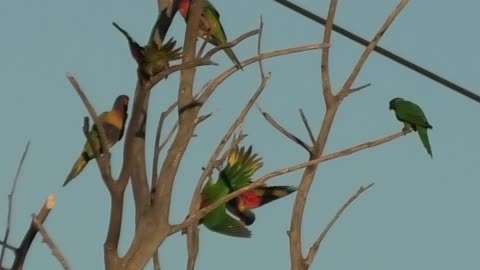 Fighting Lorikeets 15