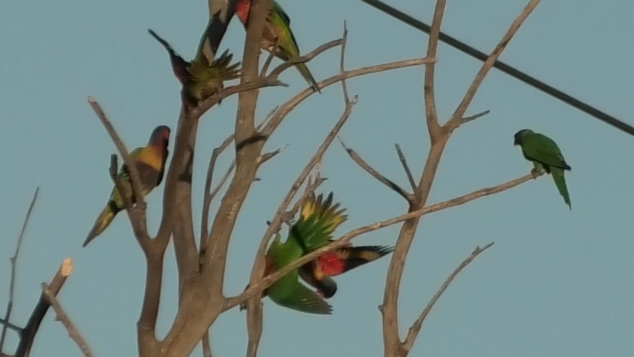 Fighting Lorikeets 15