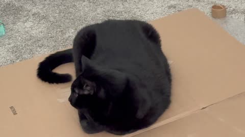 Cute Precious Piper Practices Her Letter C - Adopting a Cat from a Shelter Vlog
