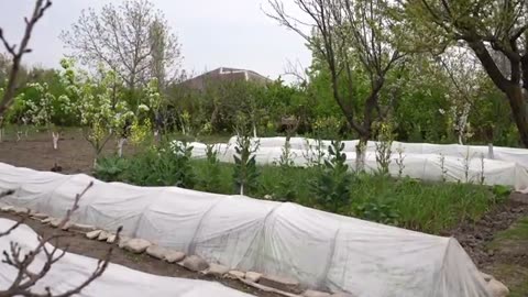 Harvest strawberries in the garden PART 2
