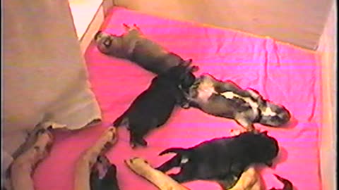 2002-VA-Puppies-4