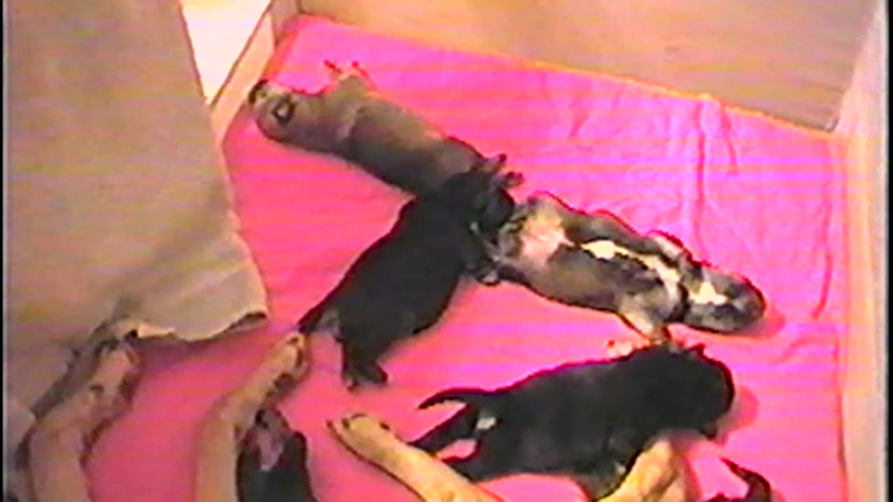 2002-VA-Puppies-4