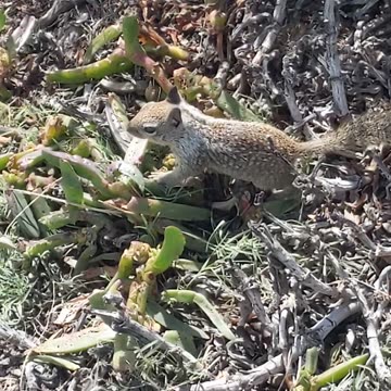 Squirrel Beach Day #cute #animals #eating