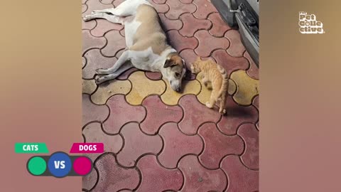 Cats VS. Dogs 😂💥 | 30 MINUTES