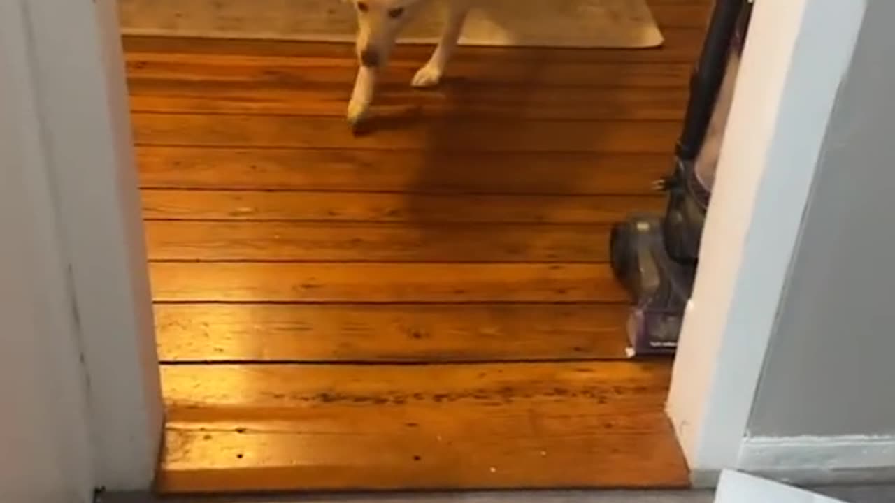 puppadog Videos