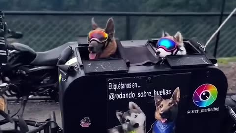 Dog Lovers