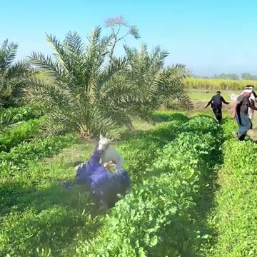 Wait For Dog Entry 😂🤣😉 | Cutest & Funniest Dog Surprise Moment Ever 🐶✨