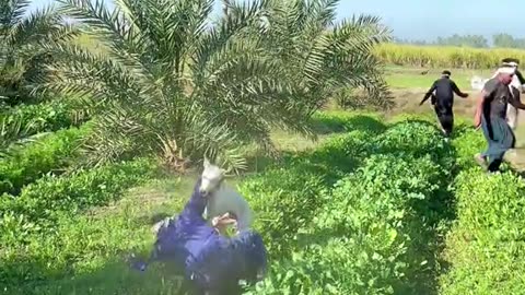 Wait For Dog Entry 😂🤣😉 | Cutest & Funniest Dog Surprise Moment Ever 🐶✨